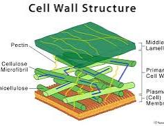 Cell wall diagram