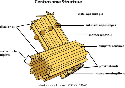 Centrosome diagram