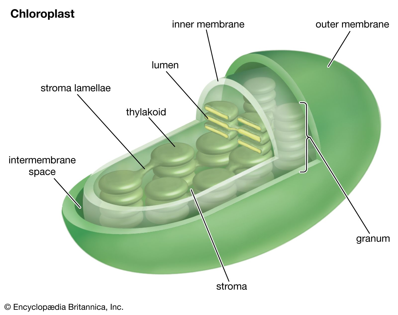 Chloroplast diagram