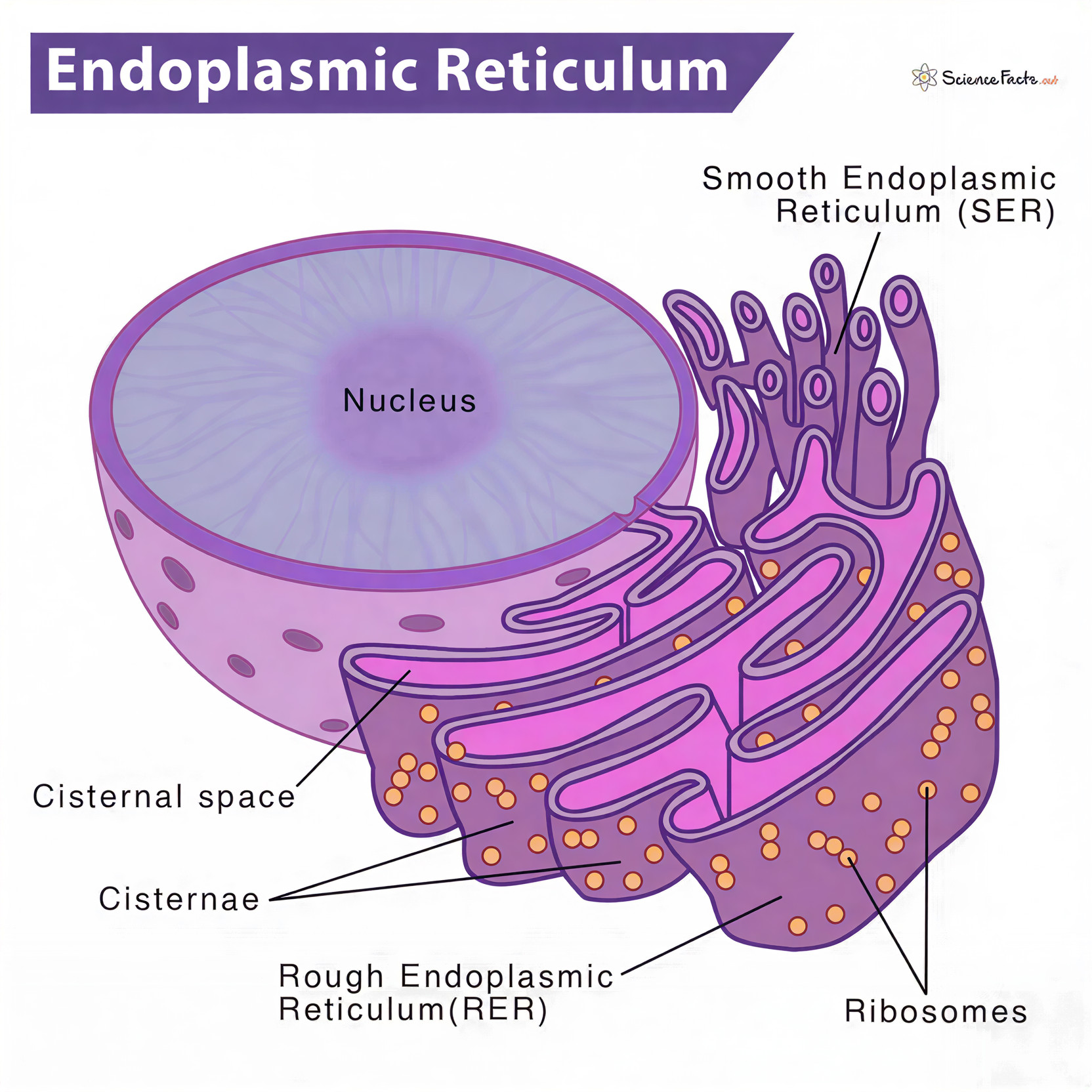 Endoplasmic Reticulum diagram