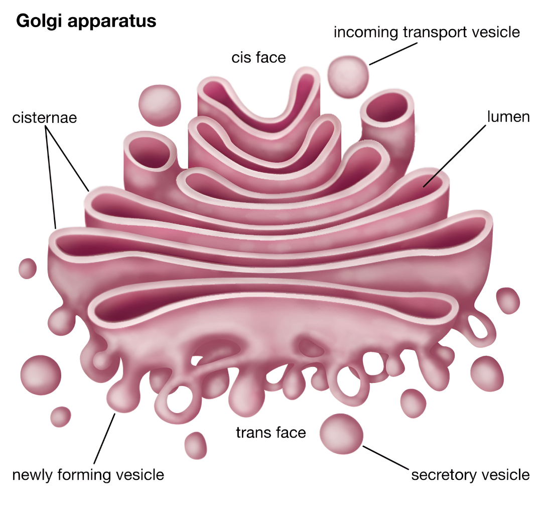 Golgi apparatus diagram