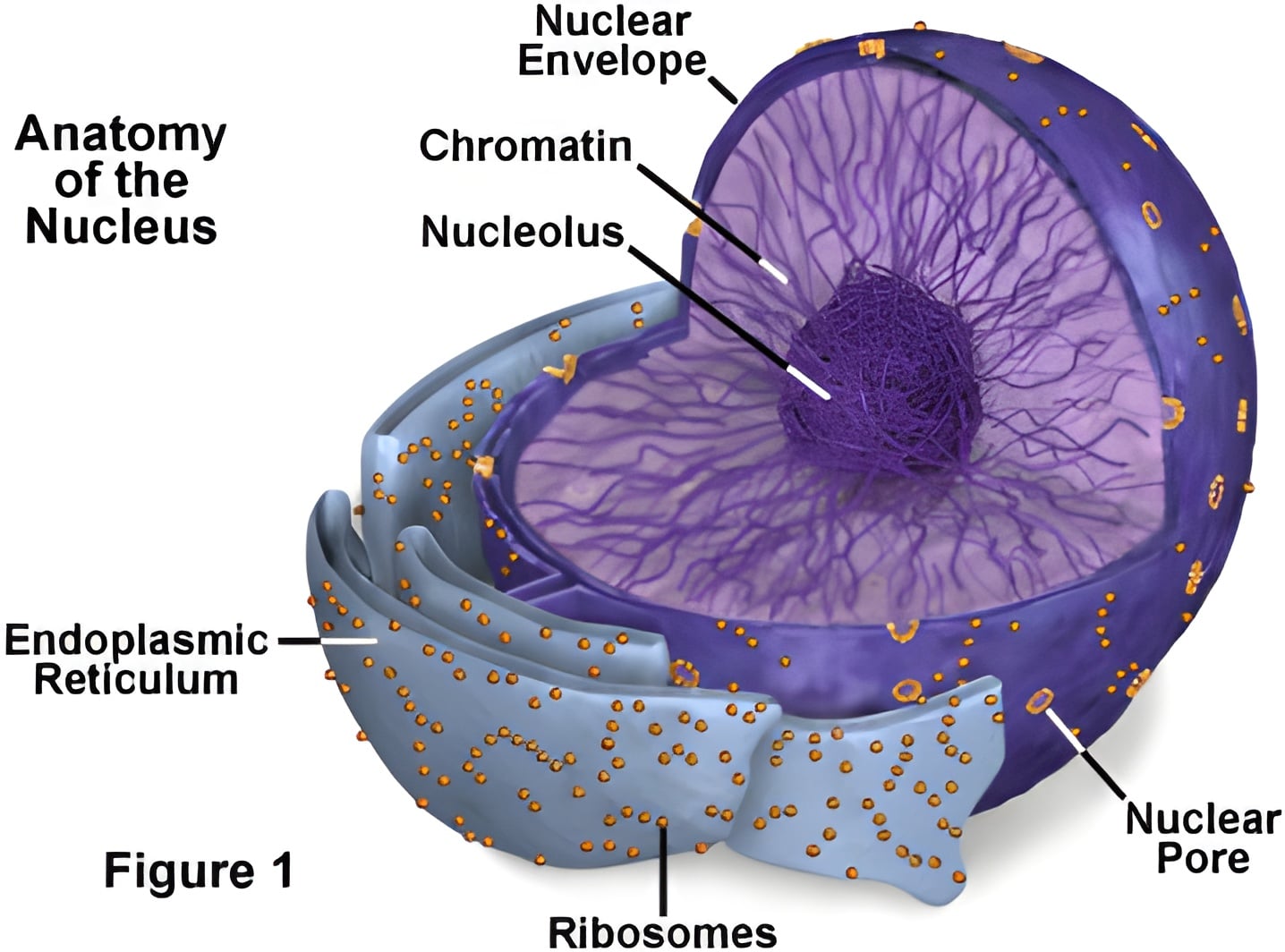 Nucleus diagram