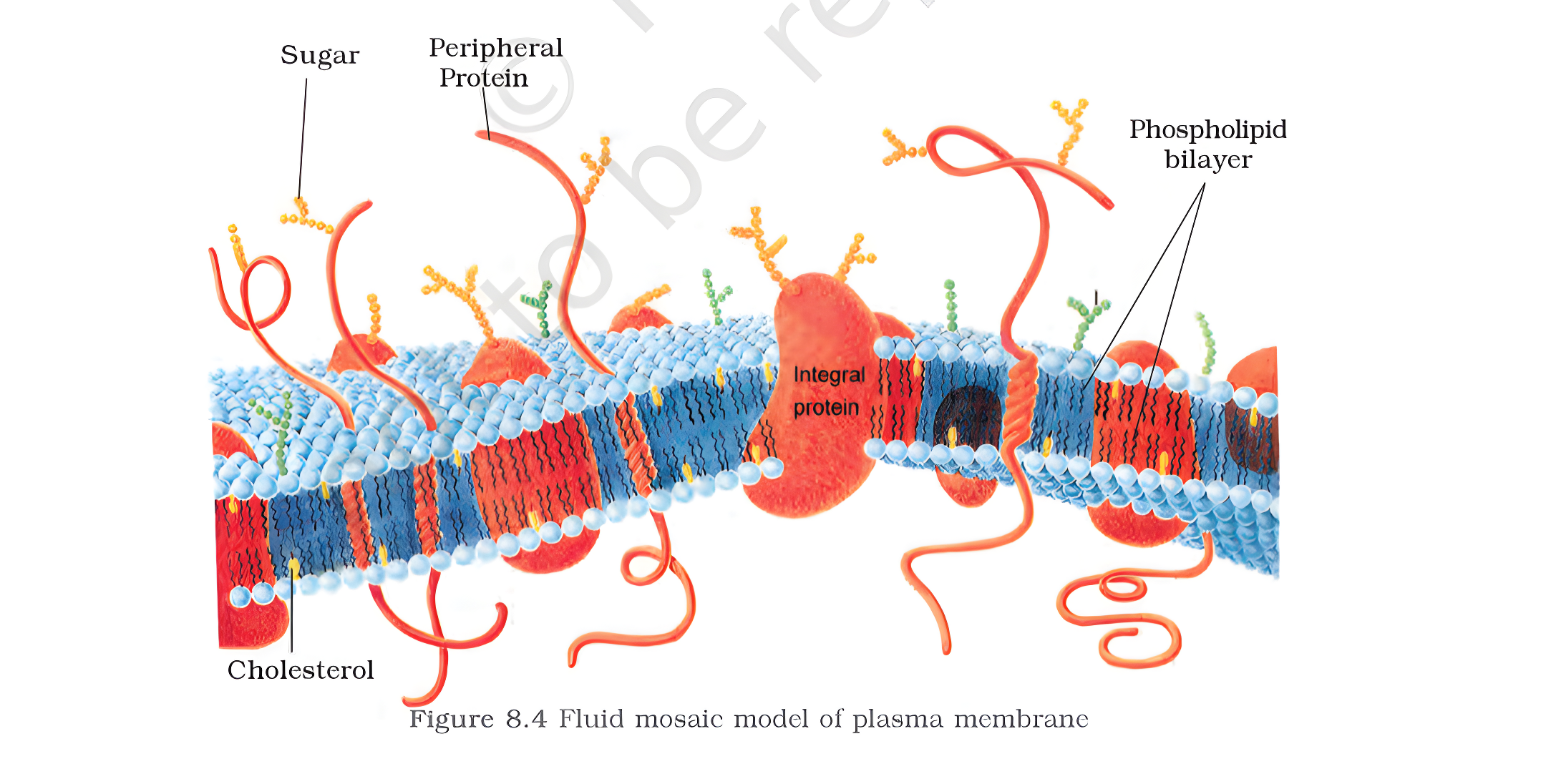 Plasma membrane diagram