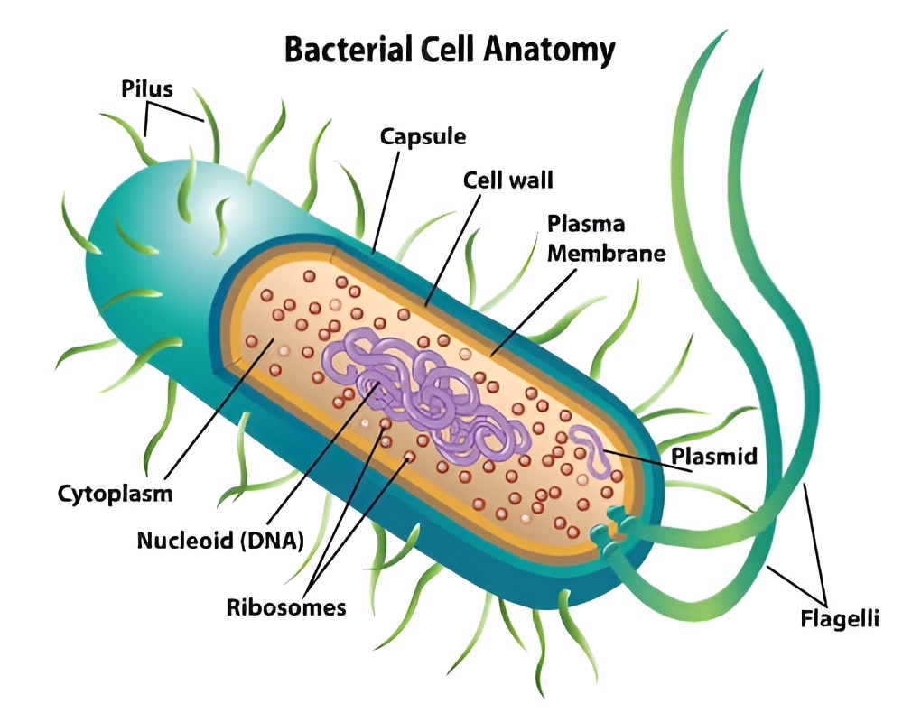 Prokaryotic cell diagram